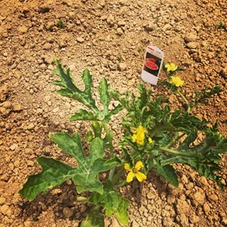 #ランチ営業しております

こんにちは^ ^
醸す森の畑のスイカの花が咲きました！
ハーブも植えたので、順調に育ってくれれば自家製ハーブティーもオンメニューする予定です♫

さて、醸す森は本日もランチ営業しております！
本日はお席に余裕ございます！

焼きたてのパンをご用意してお待ちしてます♫
宜しくお願いいたします^ ^

#醸す森 #kamosumori #ランチ #黒倉産コシヒカリ #米粉入りパン #自家製パン #焼きたてパン #土日祝日 #ランチ営業してます
