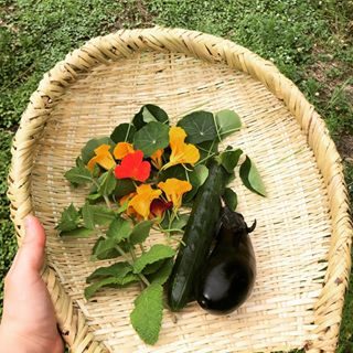 #収穫
#ナスタチウム
#なす
#胡瓜
#ミント
#畑

採れたてのものを前菜やデトックスウォーターに使います✌️ #醸す森
#kamosumori
#泊まれるレストラン
#新潟 #十日町 #松之山